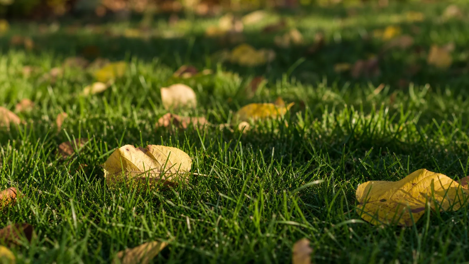 Grüner Rasen im Spätherbst mit einzelnen gelben Laubblättern, schräges Nachmittagslicht