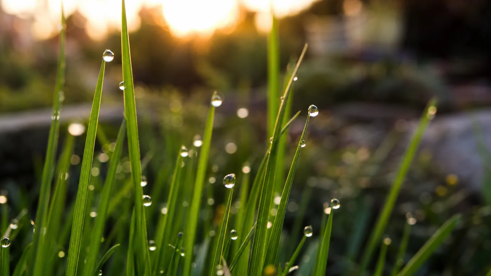 Wassertropfen auf grünen Grashalmen bei Sonnenaufgang, goldenes Hintergrundlicht, Makroaufnahme