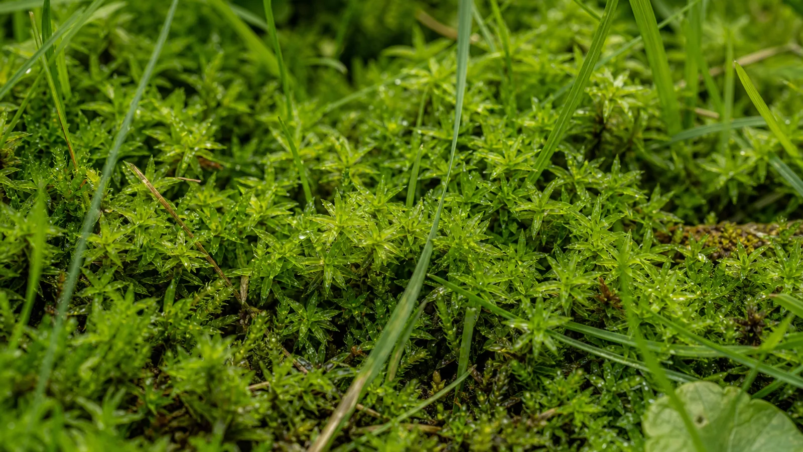 Dichtes grünes Moospolster zwischen Grashalmen in schattigem Rasenbereich, leicht feucht, Nahaufnahme aus Bodenperspektive